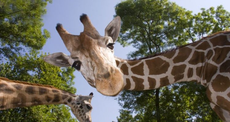 A giraffe, one of the unique things to do in Orlando