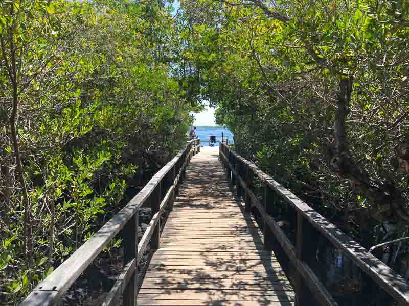 Promenade de Concha de Perla sur l'île d'Isabela à travers la forêt de mangrove