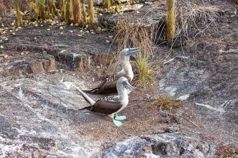 Isabela Island Los Tuneles Oiseaux fous à pattes bleues