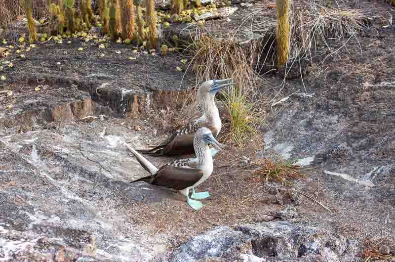 Isabela Island Los Tuneles Blue footed boobies birds