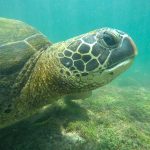 The Best Day Trips from Isabela Island Galapagos