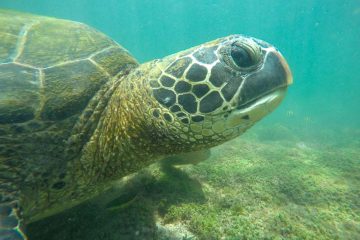 The Best Day Trips from Isabela Island Galapagos