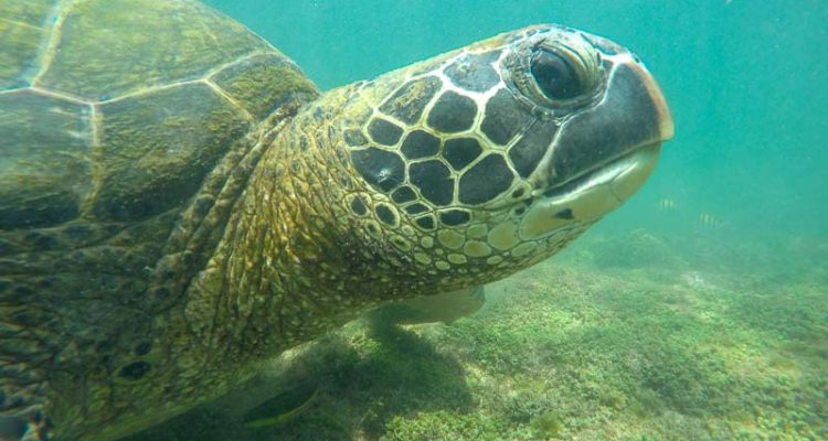 The Best Day Trips from Isabela Island Galapagos