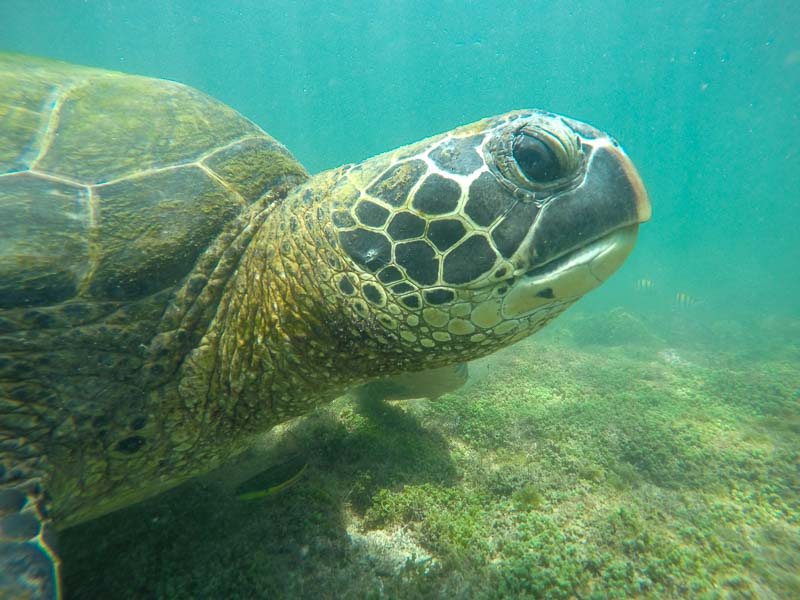 Isabela Los Tuneles Island Sea Turtle
