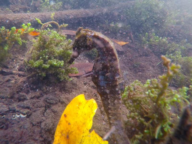 Isabela Island Los Tuneles Seahorse