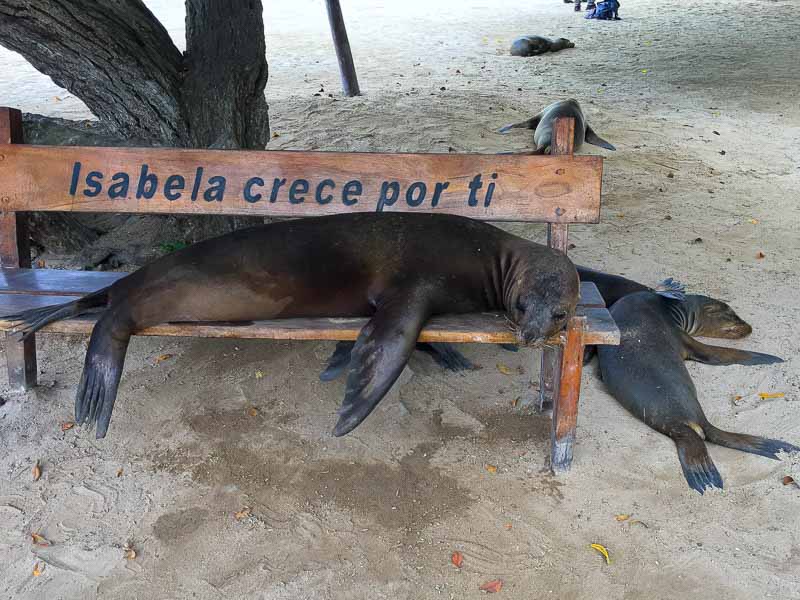 Isabela Island Sea lions on a bench