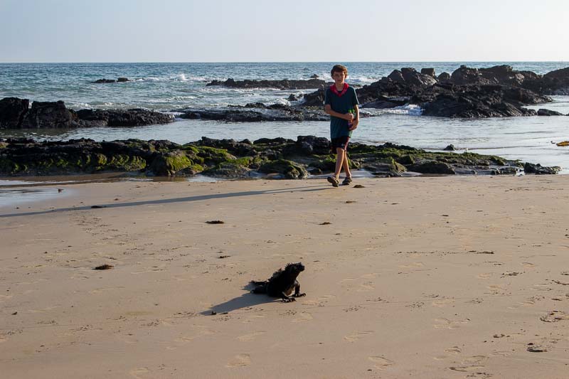 Isabela Island beach with marine iguana