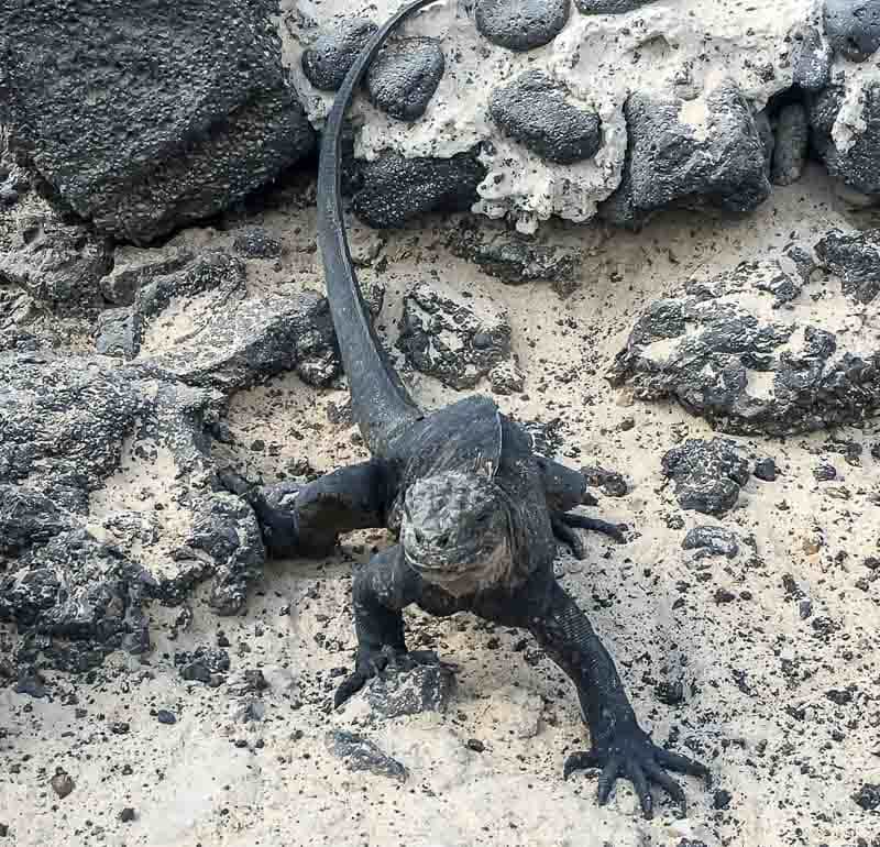 Iguana marina de la isla Isabela en la arena (3 de 25)