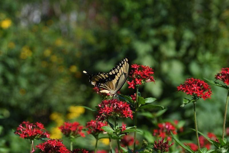 butterfly at harry p leu gardens in Orlando Florida