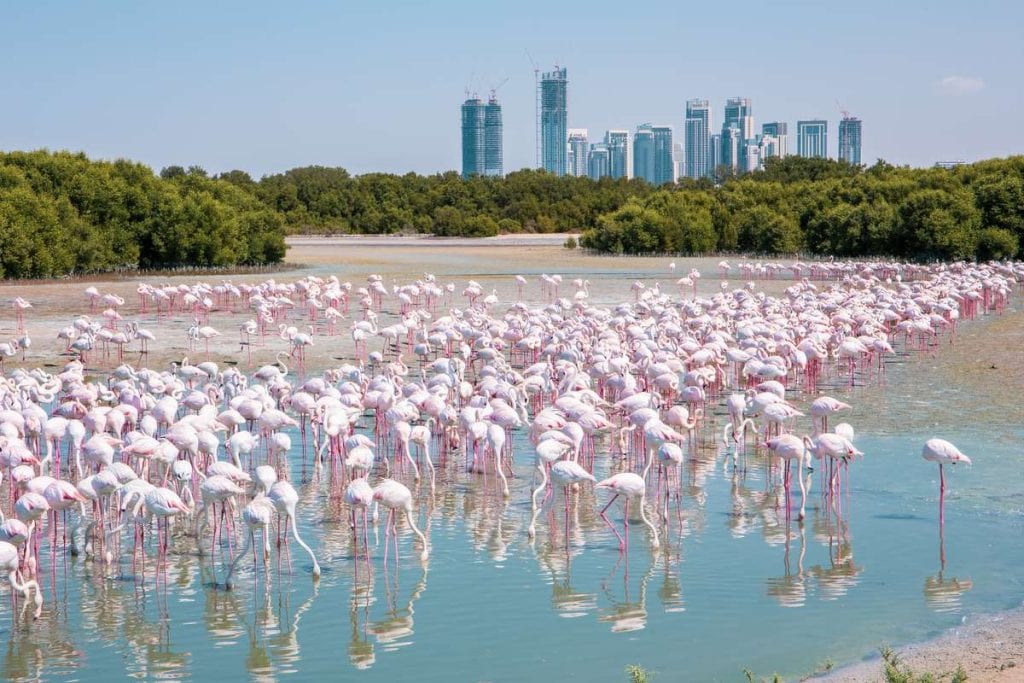 The best things to do for free in Dubai - Greater Flamingos at Ras Al Khor Wildlife Sanctuary