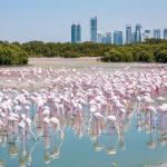 The best things to do for free in Dubai - Greater Flamingos at Ras Al Khor Wildlife Sanctuary