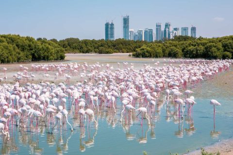 The best things to do for free in Dubai - Greater Flamingos at Ras Al Khor Wildlife Sanctuary