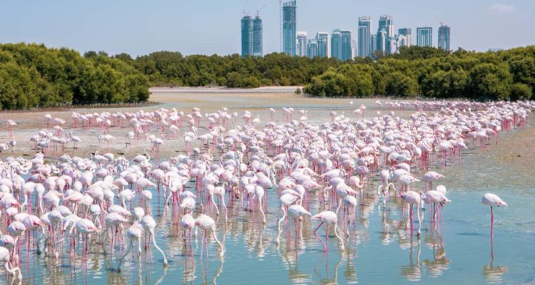 The best things to do for free in Dubai - Greater Flamingos at Ras Al Khor Wildlife Sanctuary