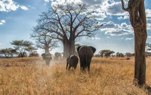 mother and son African Elephant in Serengeti National Park Tanzania