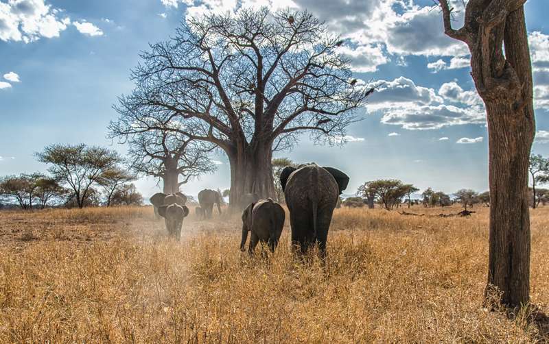 mother and son African Elephant in Serengeti National Park Tanzania