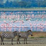 the best Travel Destinations for Nature Lovers Two zebras in with background flamingo