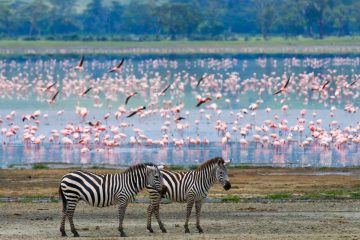 the best Travel Destinations for Nature Lovers Two zebras in with background flamingo