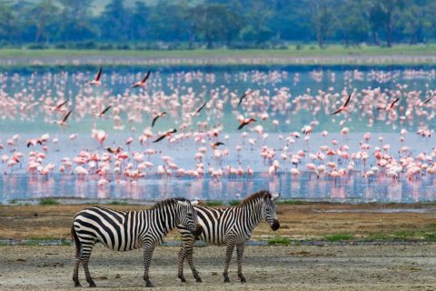 the best Travel Destinations for Nature Lovers Two zebras in with background flamingo
