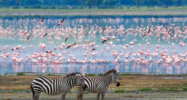 the best Travel Destinations for Nature Lovers Two zebras in with background flamingo